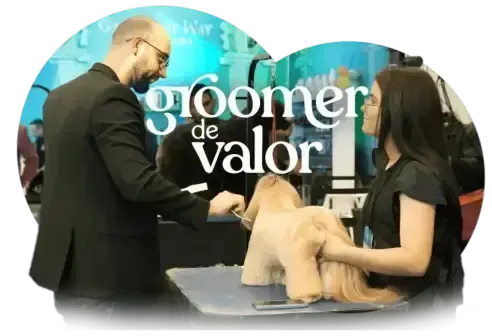 Graduação Groomer de Valor — formação profissional em banho e tosa