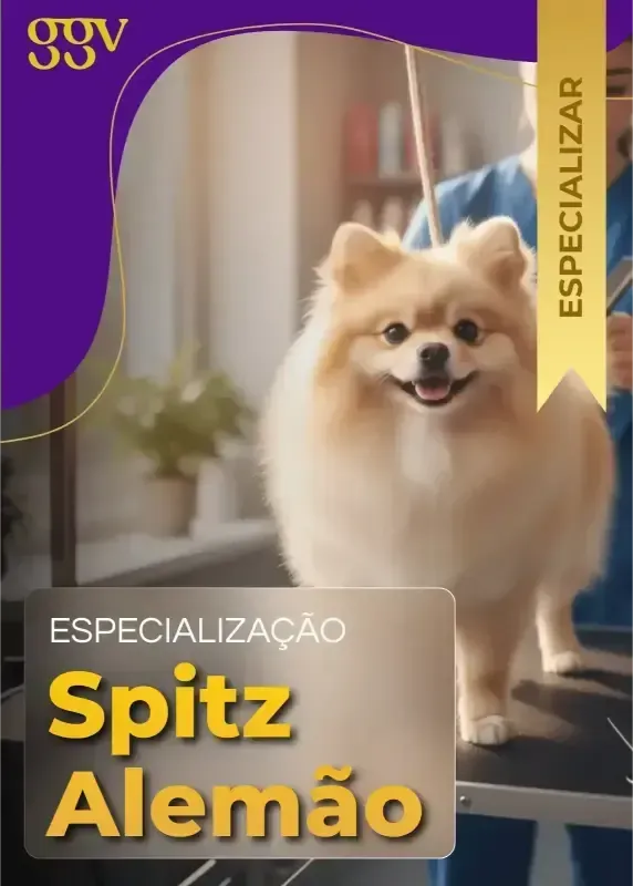 Tosa Bichon Frisé 2