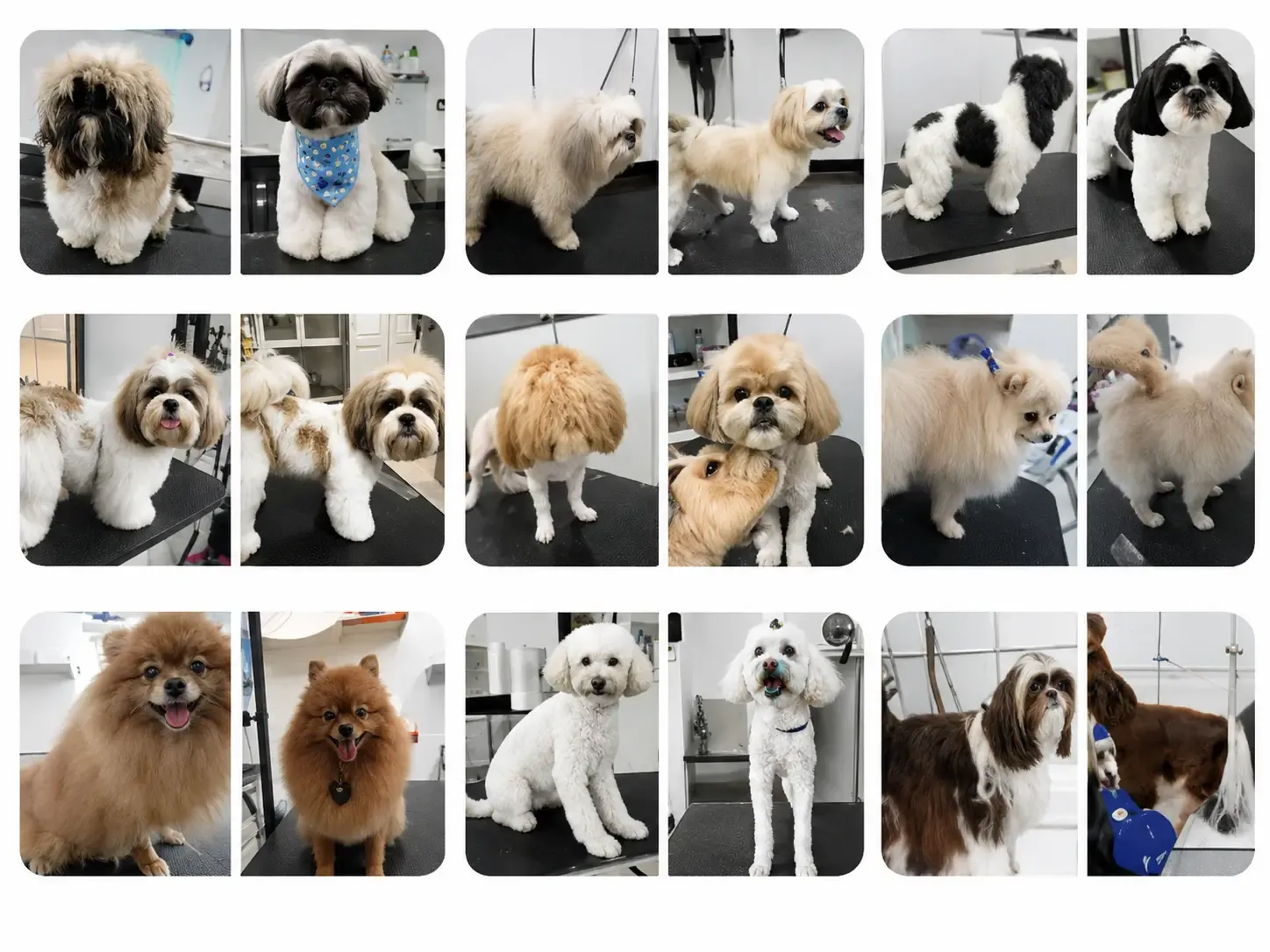 Cases de sucesso da comunidade Groomer de Valor